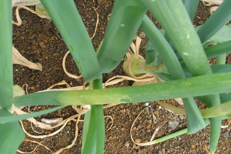 Downy Mildew Onions